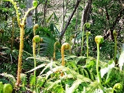 2005.4.23 004ゼンマイ.jpg
